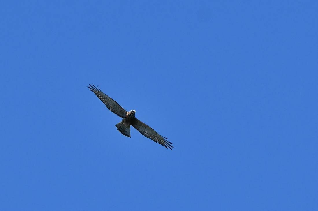 タカの渡り サシバ_f0053272_21335647.jpg