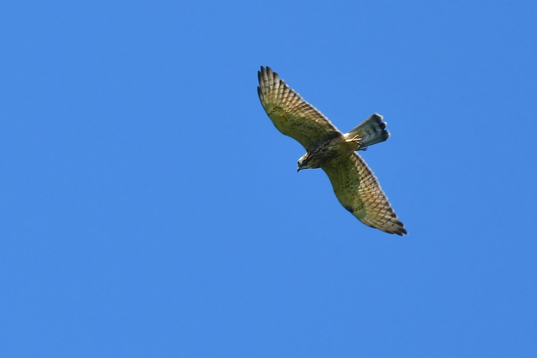 タカの渡り サシバ_f0053272_21370492.jpg