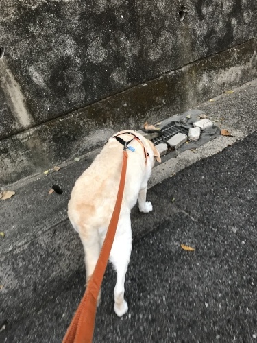 f0315081_21545209.jpeg