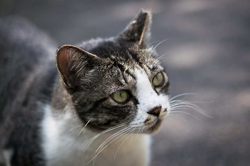 Community Cats Seeing Off Long Hot Summer_d0353489_14340406.jpg