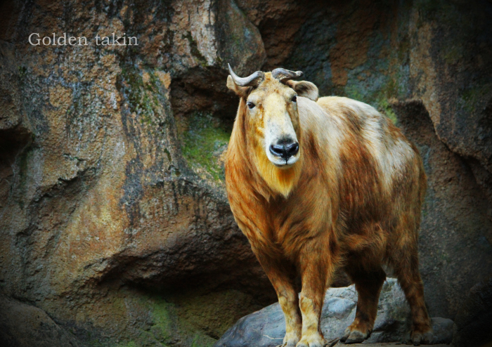 ゴールデンターキン：Golden Takin _b0249597_08102610.jpg