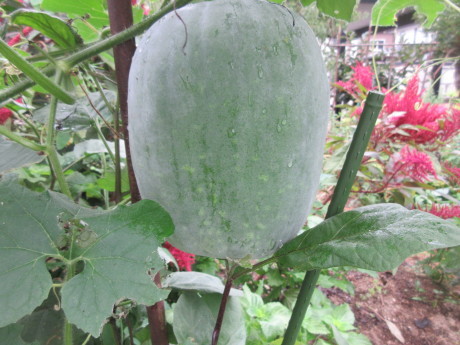 a0203003_09571750.jpg