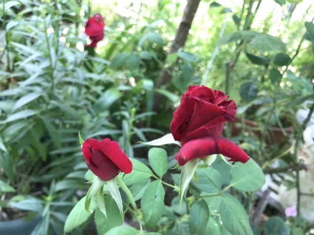 b0061107_16511188.jpeg