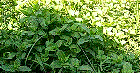 f0231709_15083245.gif