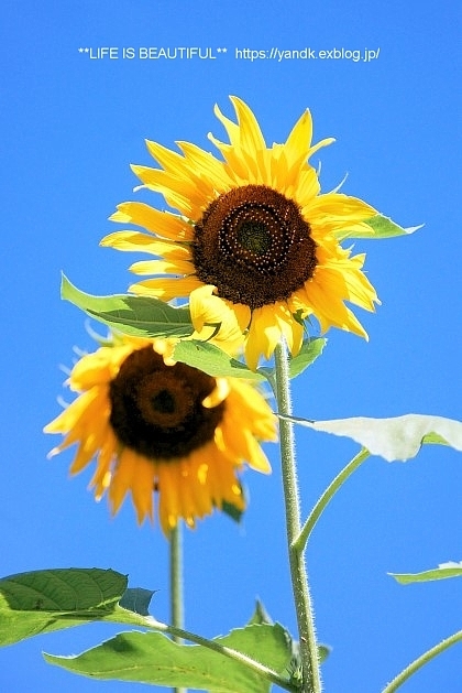 夏は続くよどこまでも…_d0083623_16224595.jpg