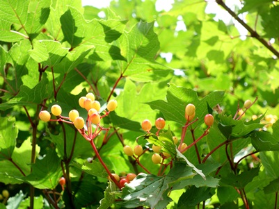 c0204725_2135546.jpg