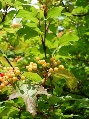 c0204725_2141587.jpg