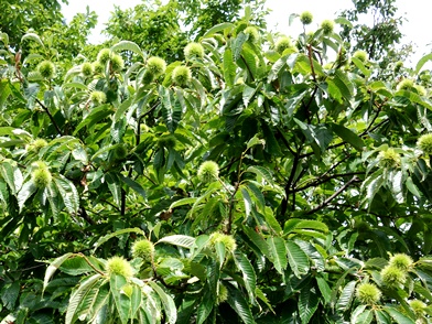 c0204725_2144375.jpg