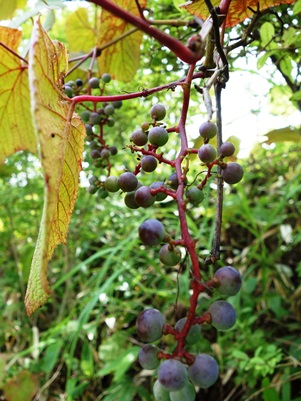 c0204725_2151620.jpg