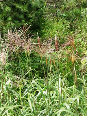 c0204725_2155042.jpg