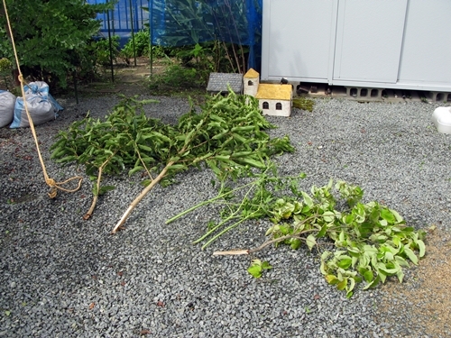 また台風20号_f0129726_19015574.jpg