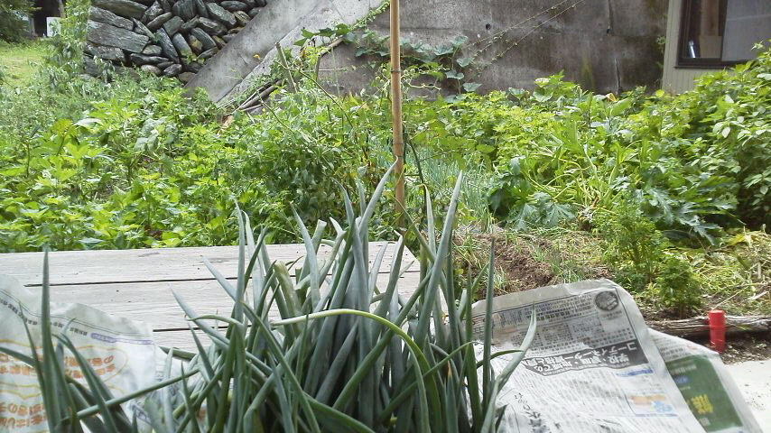 8月24日 台風20号が通りすぎました。_c0089831_11172392.jpg