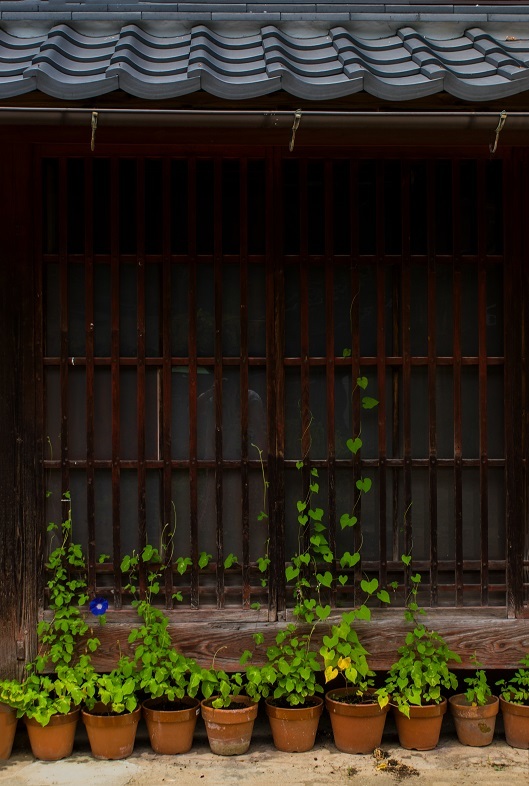 醒ヶ井宿 地蔵川に咲く梅花藻_e0363038_14182711.jpg