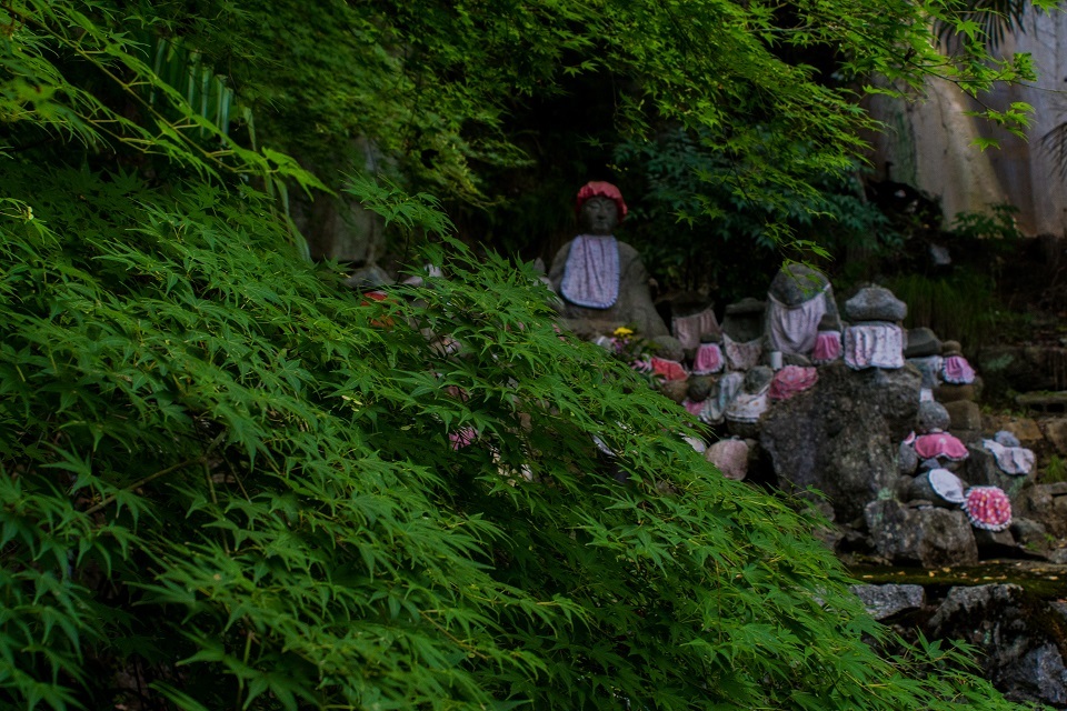 醒ヶ井宿 地蔵川に咲く梅花藻_e0363038_14183018.jpg