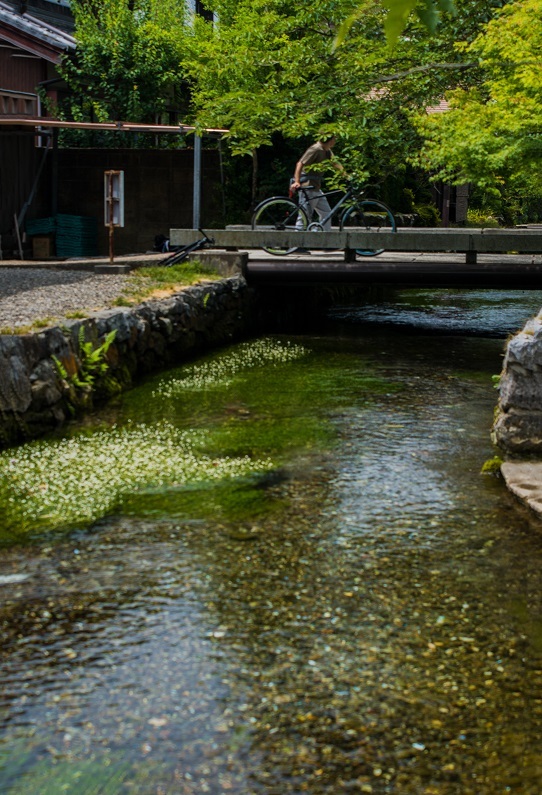 醒ヶ井宿 地蔵川に咲く梅花藻_e0363038_14184123.jpg
