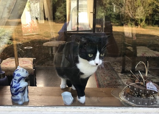 フランスのお城の猫ちゃん・西陣まいづるにも・鶴のお店にも_f0181251_18454532.jpg