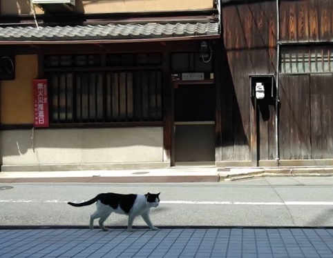 フランスのお城の猫ちゃん・西陣まいづるにも・鶴のお店にも_f0181251_18473091.jpg