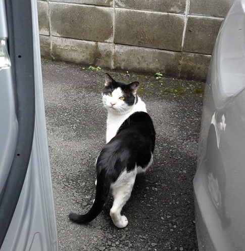 フランスのお城の猫ちゃん・西陣まいづるにも・鶴のお店にも_f0181251_18482864.jpg