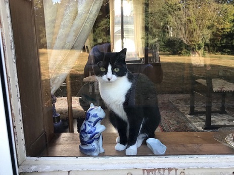 フランスのお城の猫ちゃん・西陣まいづるにも・鶴のお店にも_f0181251_1858420.jpg