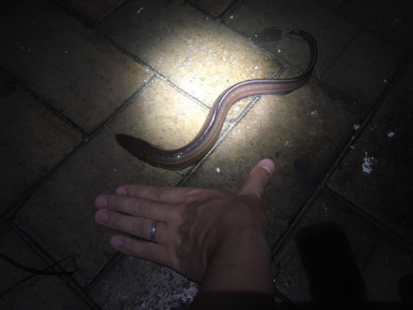 関門投げ真鯛カモン!_a0376159_02022168.jpeg