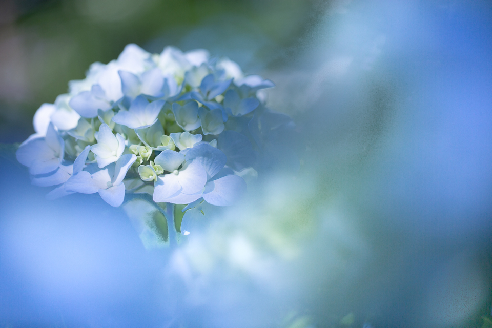 紫陽花！　　～三千院～_b0128581_21540751.jpg