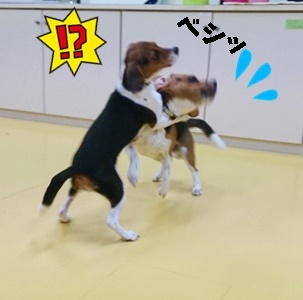 なかよし♪_f0357682_11472384.jpg