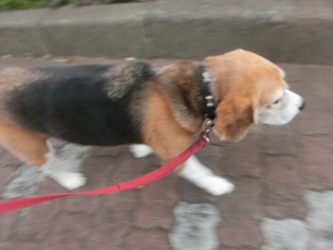 a0319693_875251.jpg
