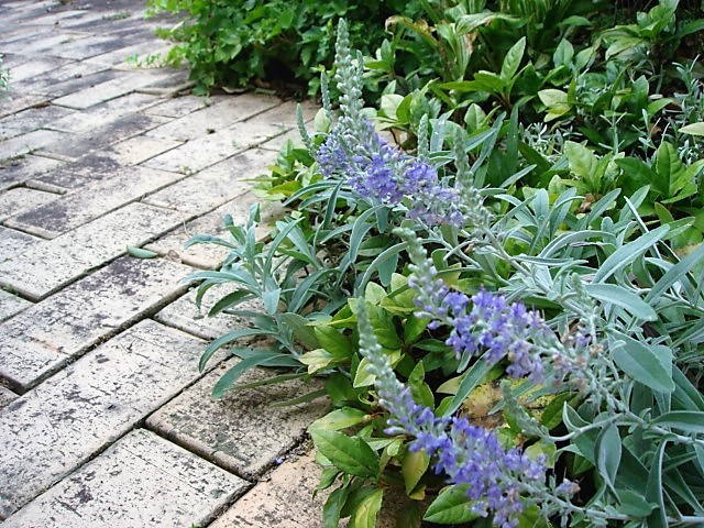 c0112206_21490593.jpg