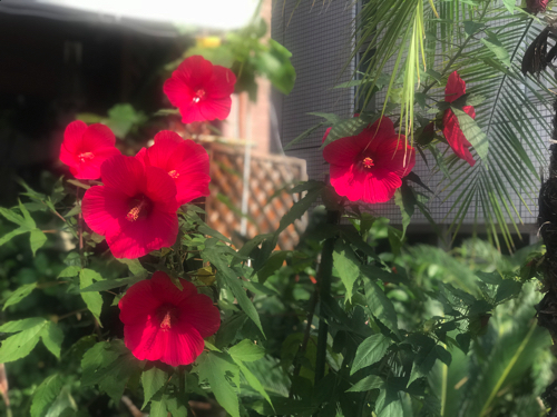 インスタよりも・・・_a0037910_11150782.jpg