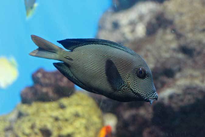 葛西臨海水族園 ハワイ沿岸 チョウチョウウオの舞とハワイの掃除魚 続々 動物園ありマス