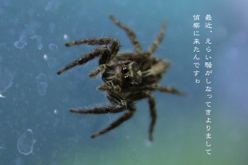 ははははは!_d0042827_09374798.jpg