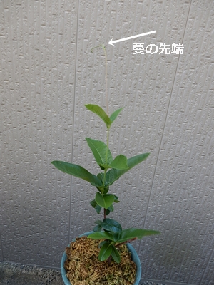 e0033229_18265872.jpg