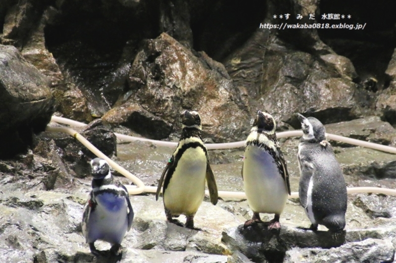 マゼランペンギンがメインのすみだ水族館_e0052135_11554689.jpg