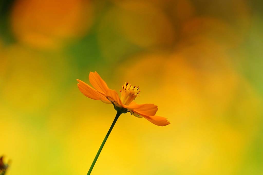 鶴見緑地の花々@(1)@2018-08-20_d0250840_23160590.jpg