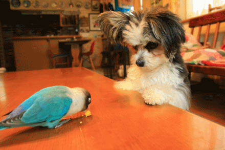 c0145250_08495120.gif