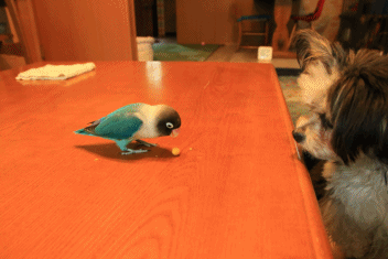 c0145250_08501652.gif