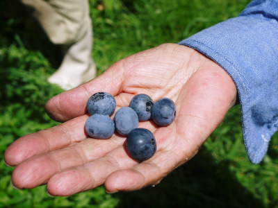 フレッシュブルーベリー　平成30年度の無農薬栽培！朝採り生のブルーベリーは残りわずか！早い者勝ちです！_a0254656_17195602.jpg
