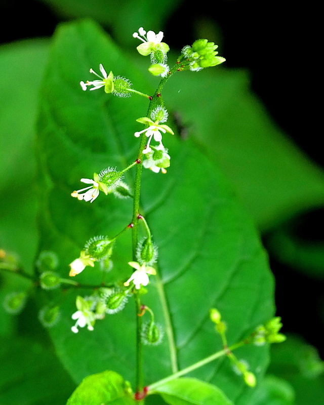 c0305565_17392910.jpg