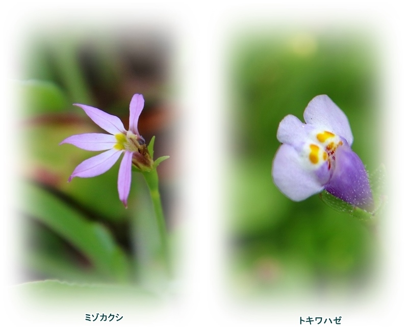 d0102968_08242356.jpg