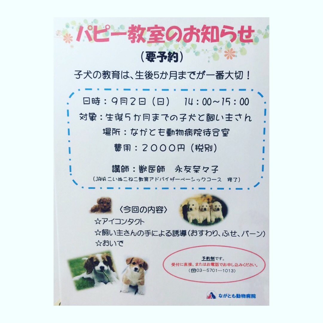 パピー教室のお知らせ_e0367571_23284997.jpg