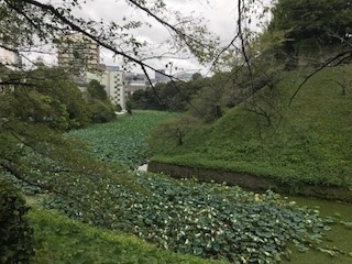 ハスの花_b0034072_19541834.jpg