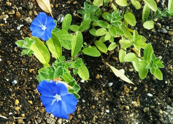 f0366679_16142786.jpg