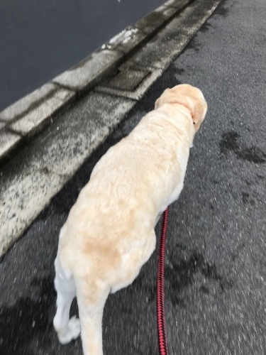 f0315081_20230626.jpeg