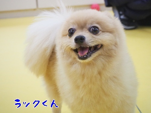 笑顔溢れるドッグラン_f0357682_17184112.jpg