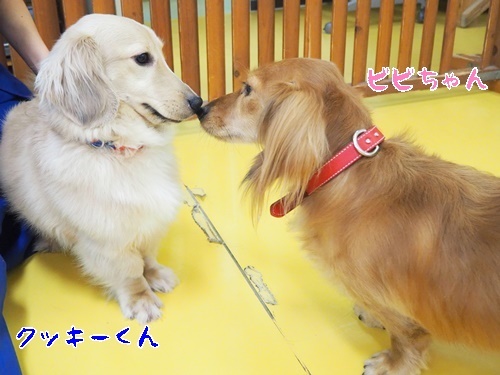 笑顔溢れるドッグラン_f0357682_17220501.jpg