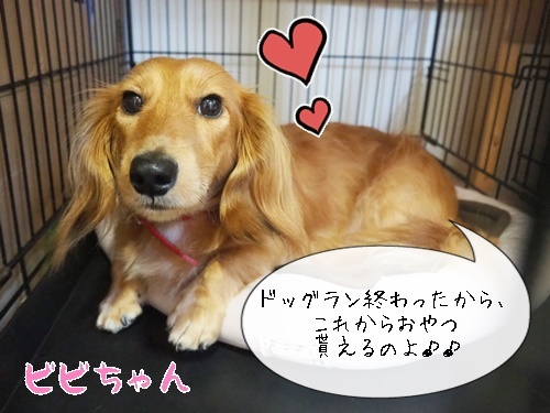 笑顔溢れるドッグラン_f0357682_17245342.jpg