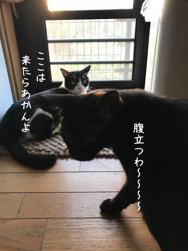 a0216583_20562439.png
