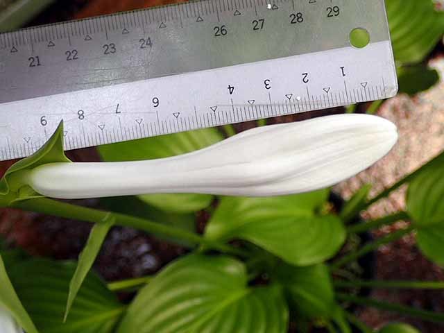 e0363198_17283543.jpg