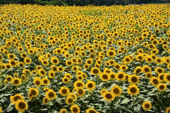 a0169902_15483263.jpg