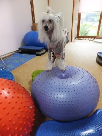 バランスボールフィットネスセミナー In 仙台 毎日笑顔 裸犬 温 真珠 絆愛